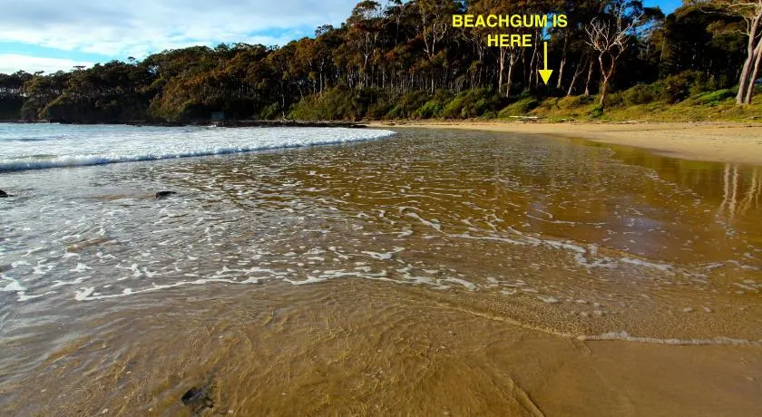 Beachgum - Image 1