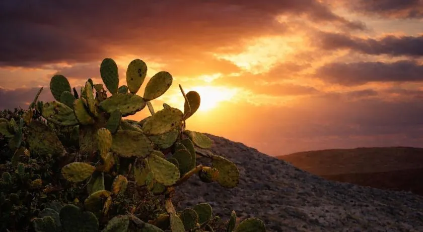 Prickly Pear House - Image 1