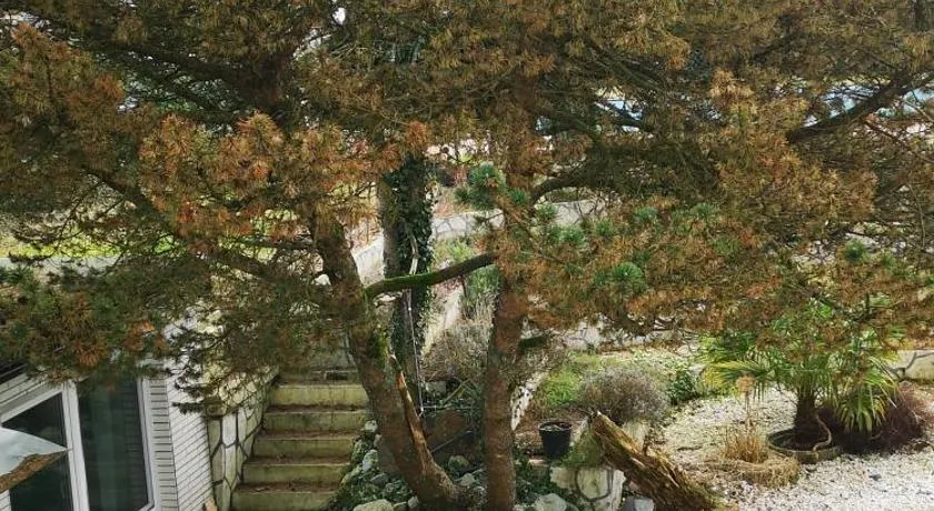 Pinienblick - Image 1