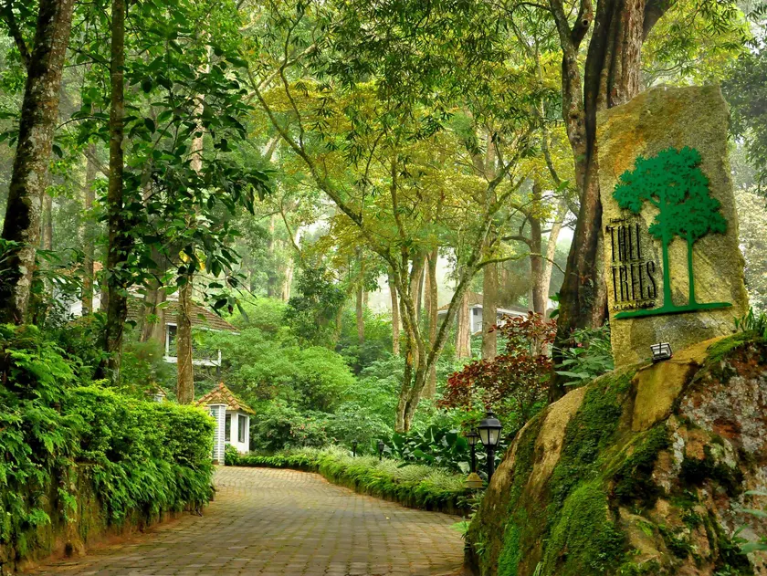 The Tall Trees - Image 1