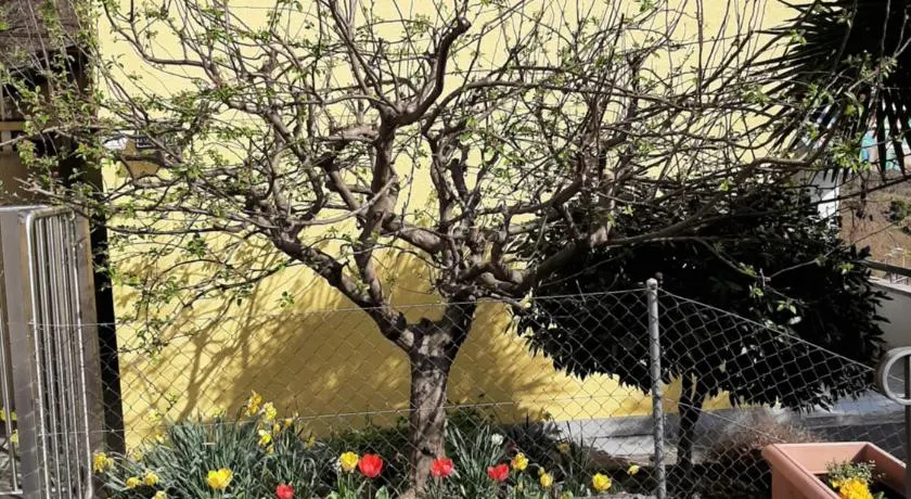 Il Nido - Image 1