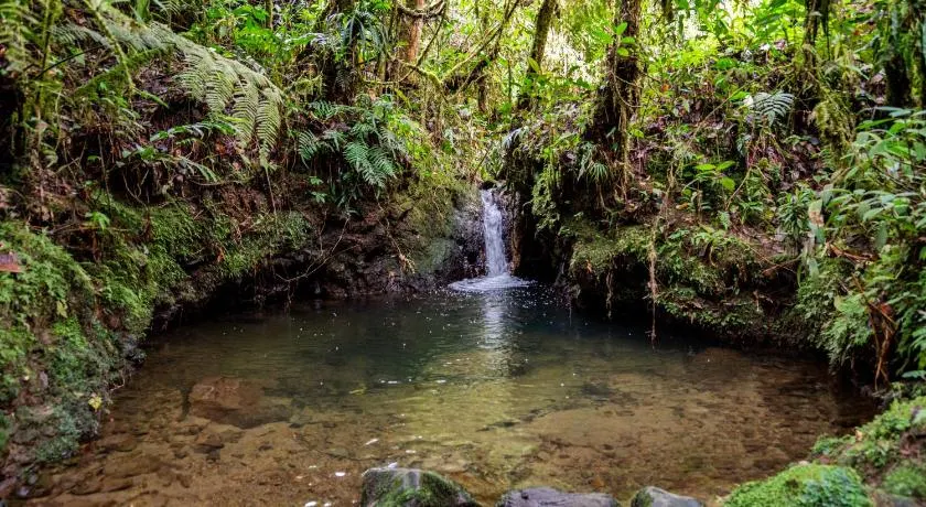 Boskoso Forest Retreat Jacuzzi & Waterfall - Image 1