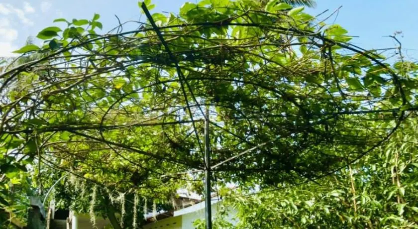 Sanithu Homestay and villa Galle - Image 1