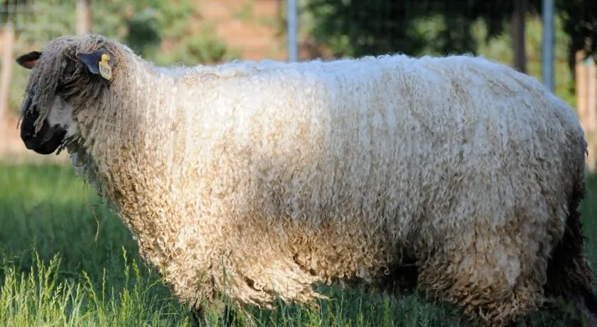 Namaste Farms Wine Country Working Wool Sheep Farm; Cottage principal - Image 1