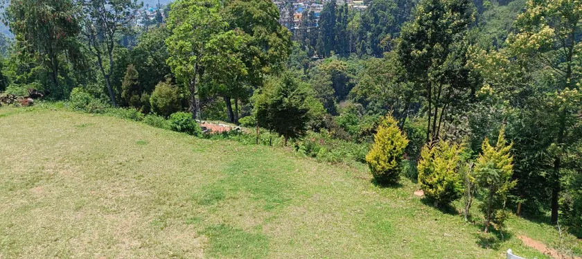 Jungle view - Image 1