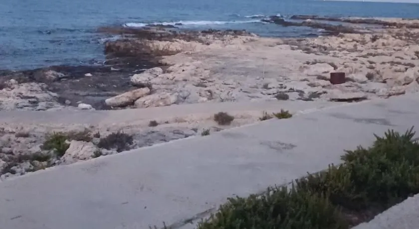 Maltese Sunshine - Image 1