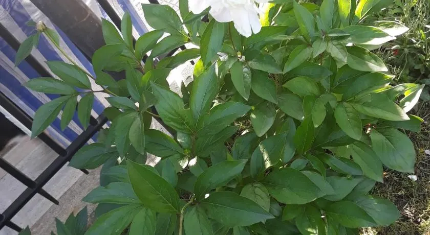El Giardino delle Rose..... - Image 1