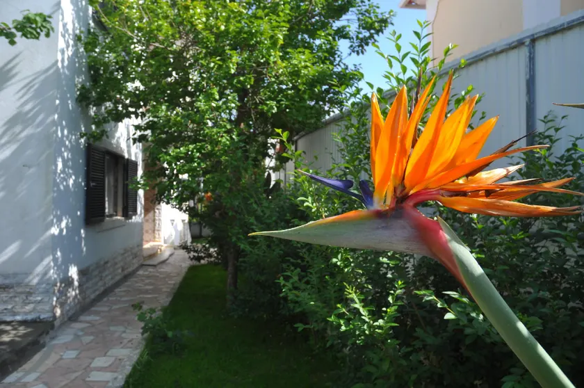 Manelisa Cascais - Image 1