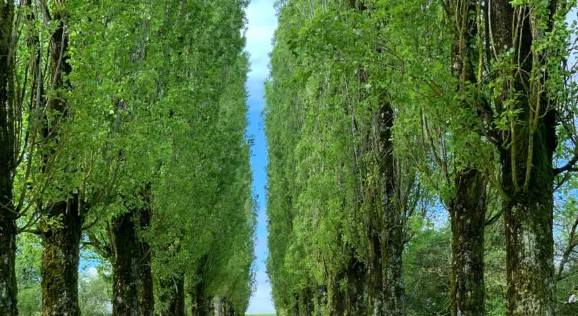 L’allée des peupliers - Image 1