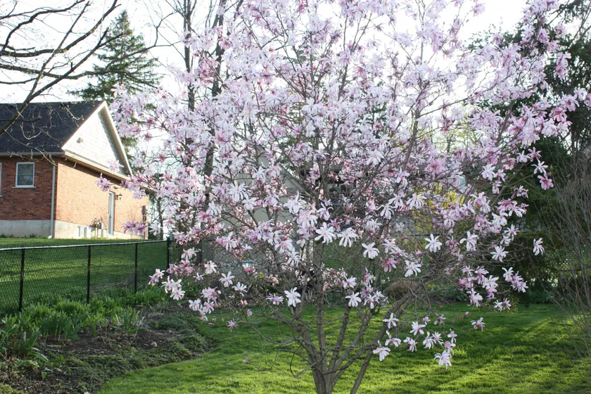 Carrousel Bed & Breakfast - Image 1