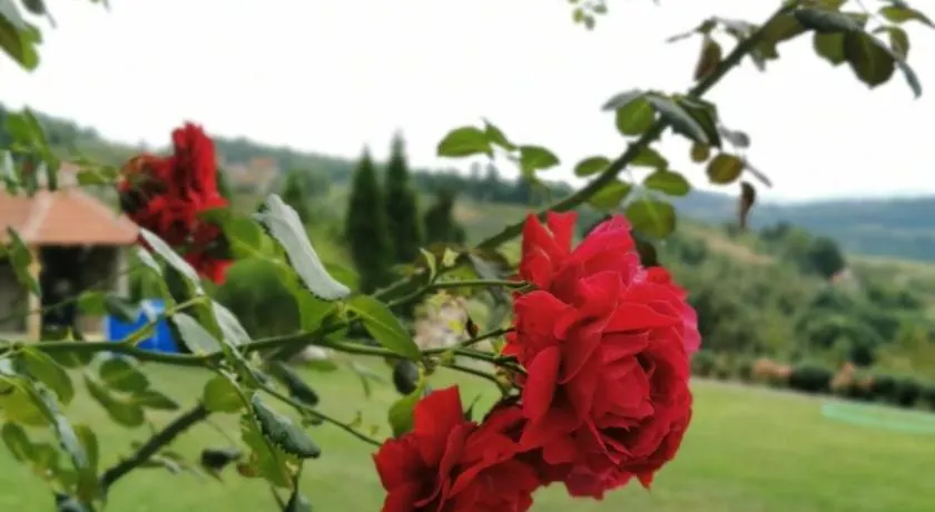 Domaćinstvo Sinđelić - Image 1