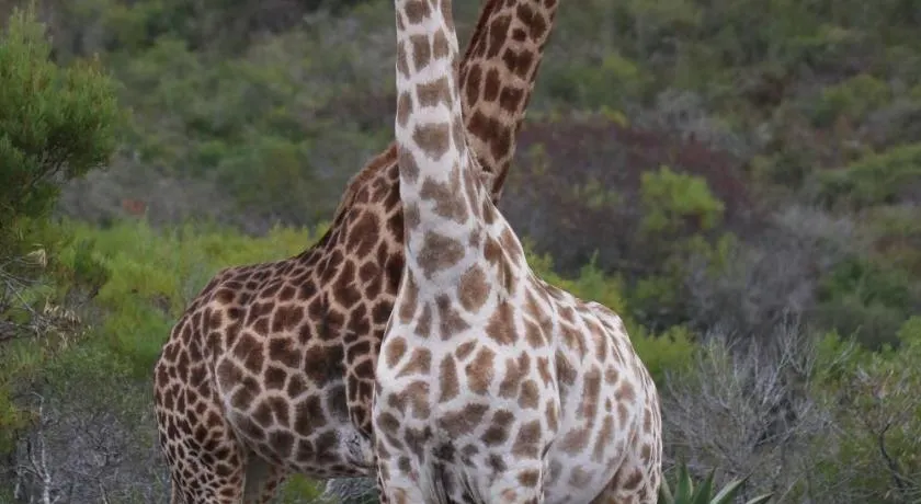 Garden Route Safari Camp - Image 1