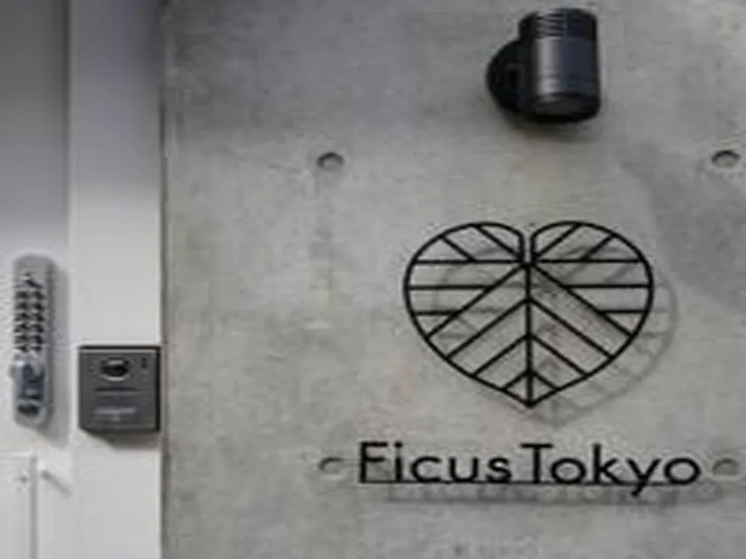 Ficus Tokyo - Image 1