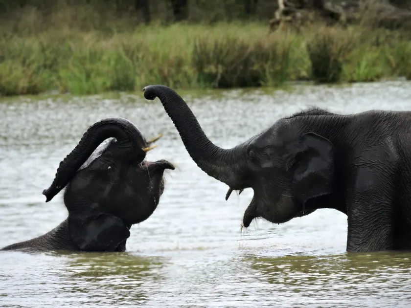 Yala Jungle Haven - Image 1