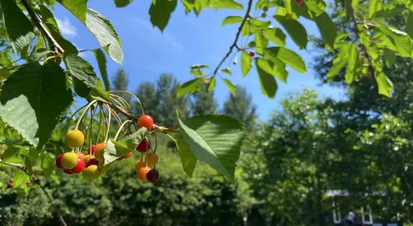 Bell Nook- Shepherd's hut with a spacious wood-fired hot tub - Image 1
