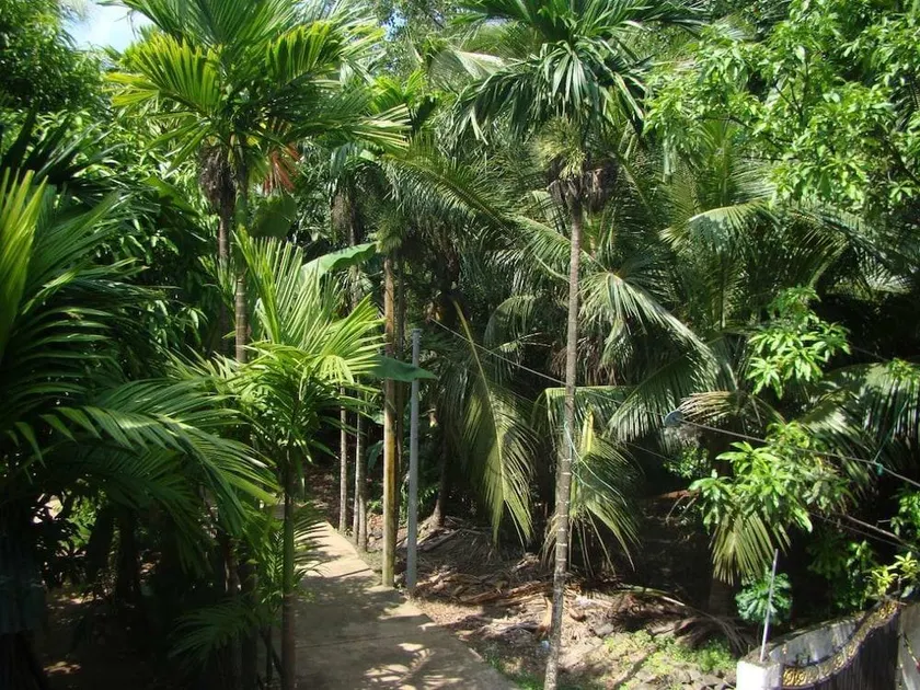 Bentota Dilu Villa - Image 1