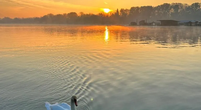 Swan - Image 1