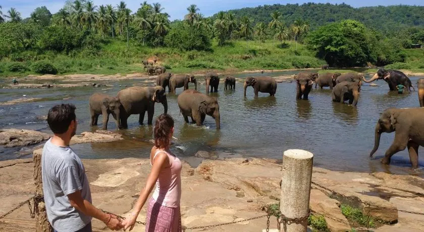 Peacock Village Pinnawala - Offer Alert! Elephant Welfare Program - Image 1