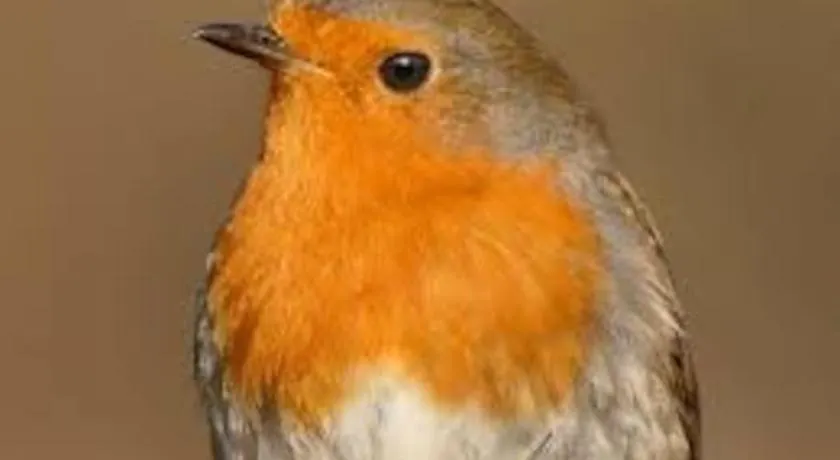 Le Rouge Gorge Curieux - Image 1
