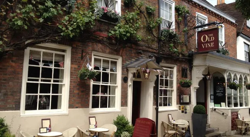 The Old Vine - Image 1