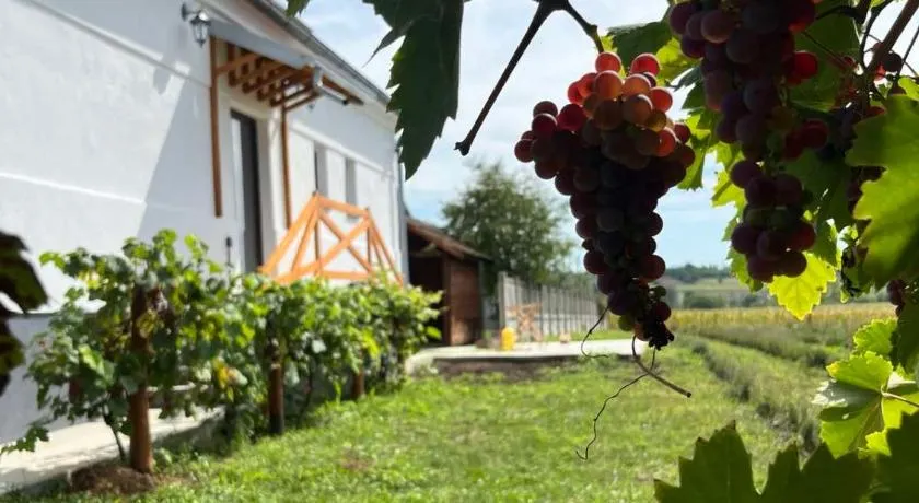Lavender farm Zarić - Image 1