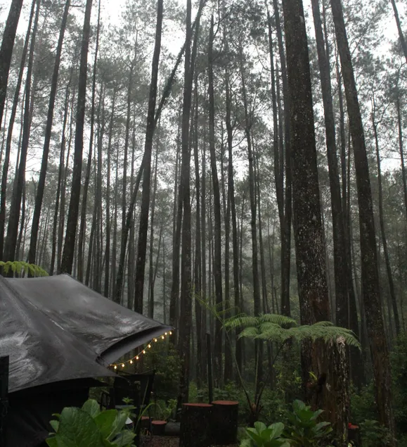 Lembah Pinus Cikole - Image 1