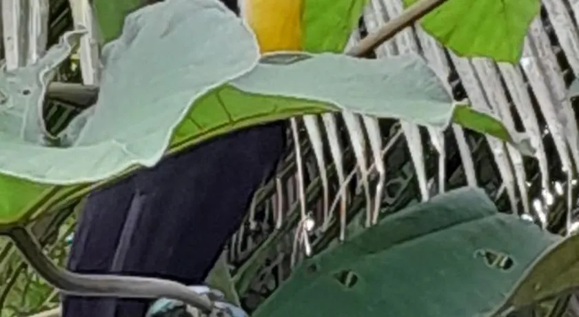 Los Paniquines Ecolodge - Image 1