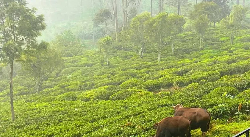 Prysm Homestay - Kotagiri - Image 1