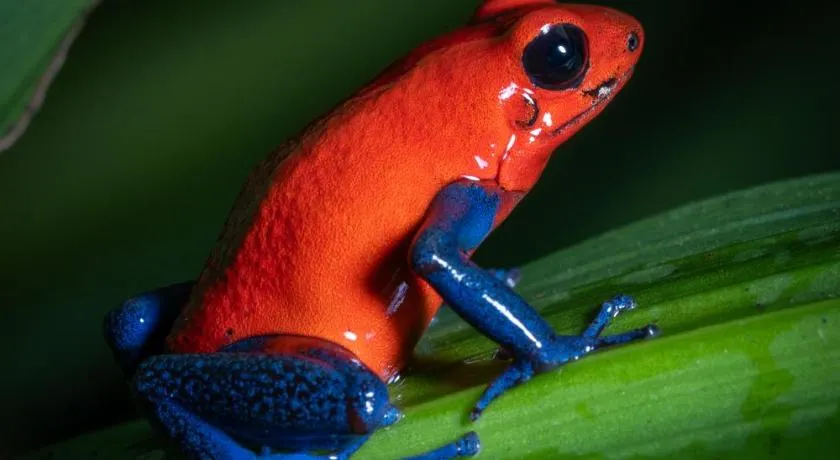 La Tigra Rainforest Lodge - Image 1