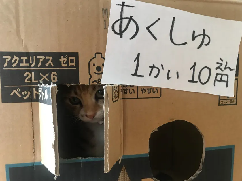Misato Kinenkan, A Guest House Full of Cats - Image 1