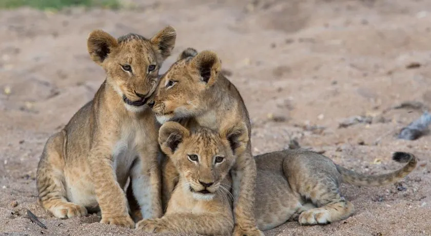 Tintswalo Safari - Image 1