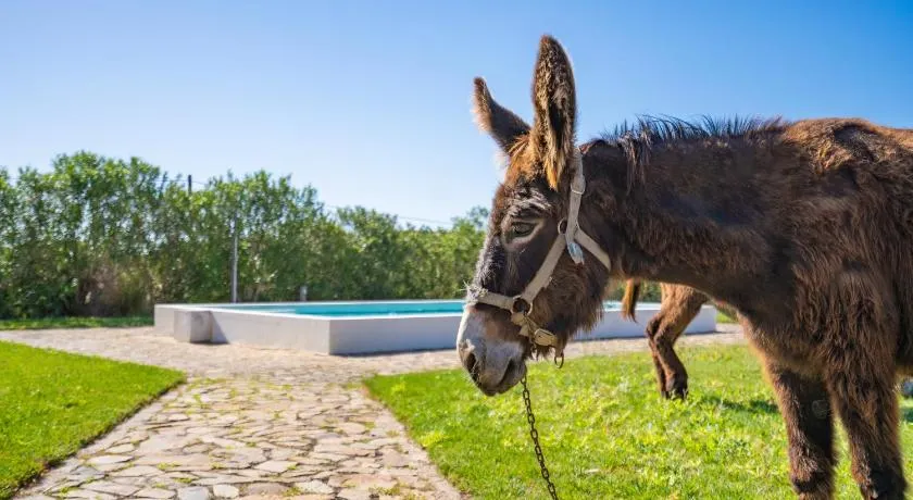 Burro Ville by Host Wise - Image 1