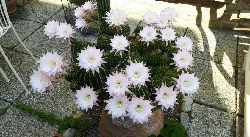 Il Giardino Roccioso - Image 1