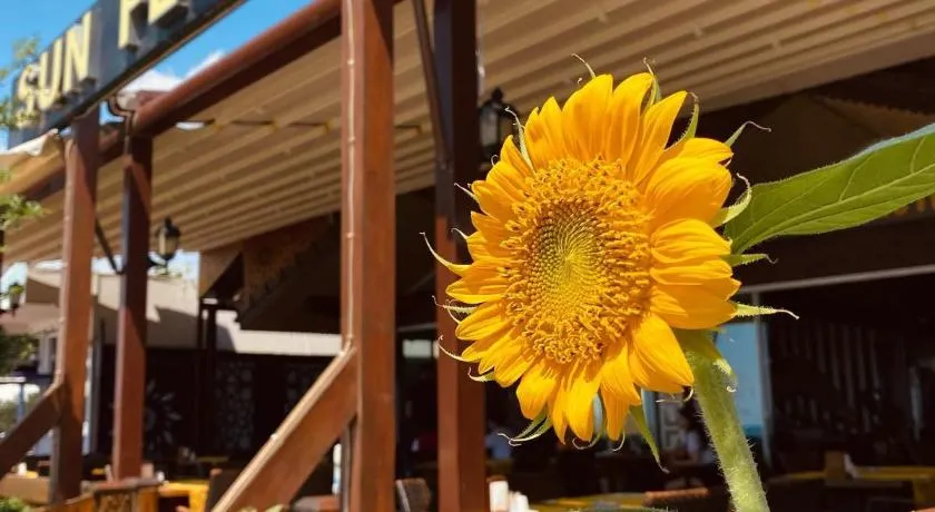 Sun Flower Apart Hotel - Image 1