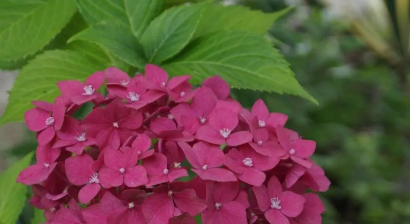 Olesya Guesthouse - Image 1