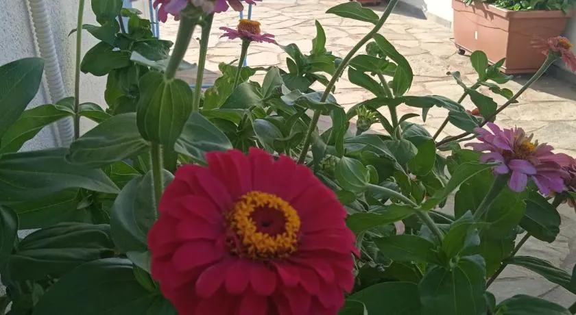 Anthemis Studios - Image 1