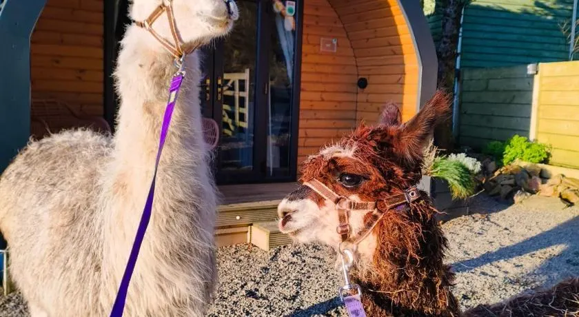 little peru luxury pods and alpaca farm - Image 1