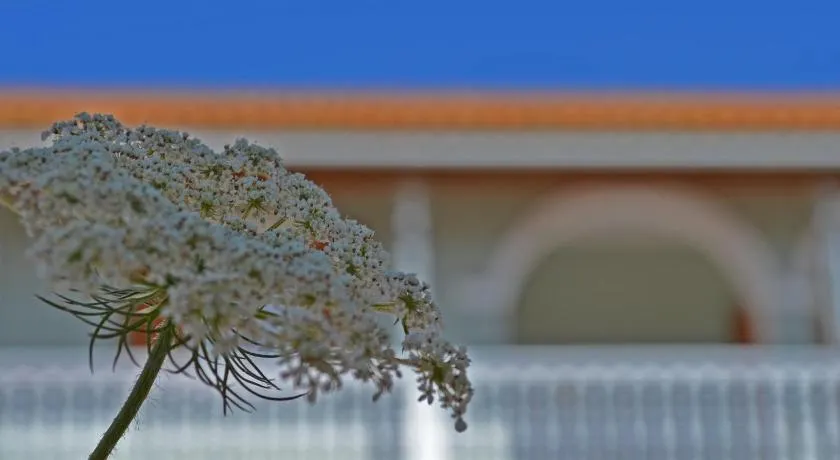 Pine tree Apartment & sunset by "elite" - Image 1