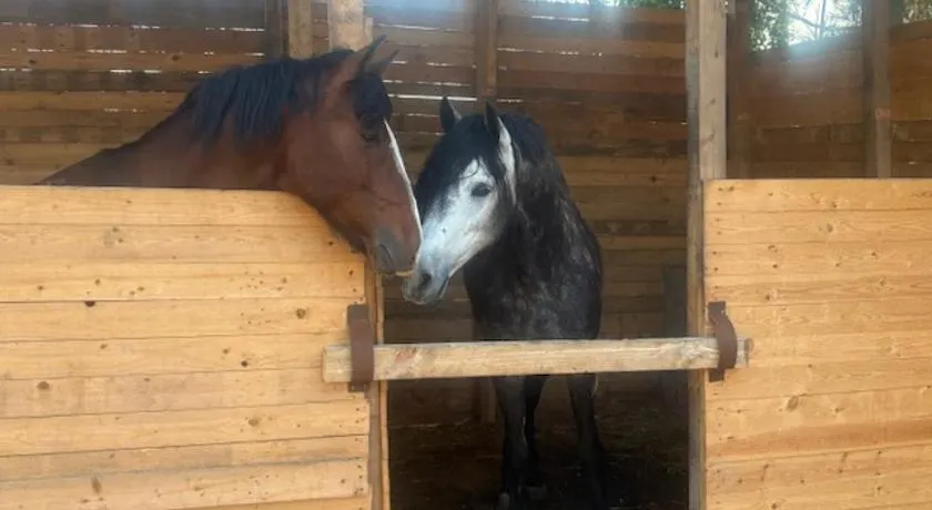 PARADISO Horse Club - Image 1