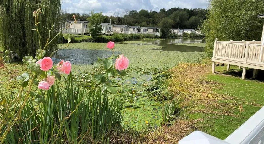 Lilly Pad - Image 1