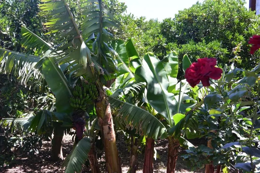 Villa Flora - Image 1