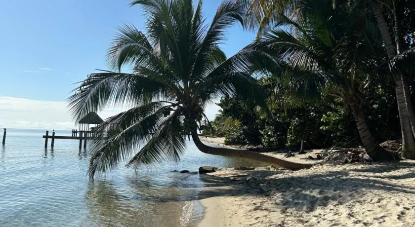 Palm & Pelican - Image 1