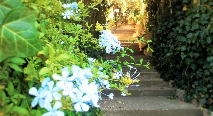 Delle Rose - Image 1