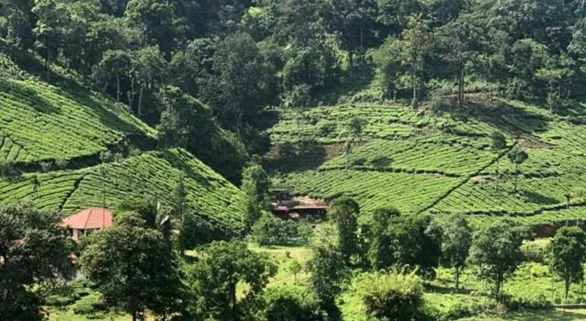 Janiro Tea Trees Villas - Image 1