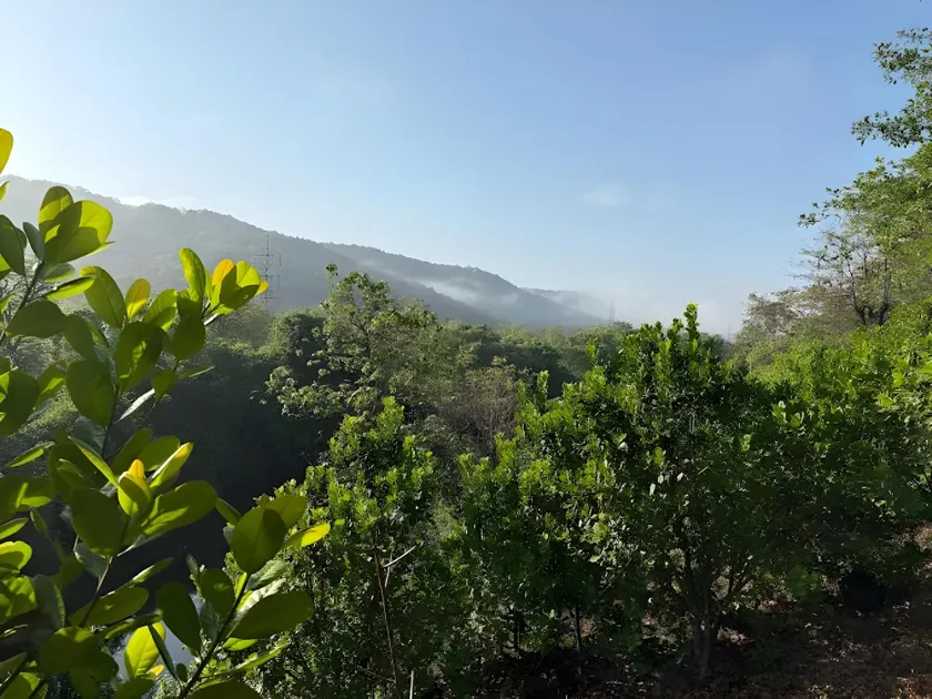 Desai's Mango Retreat - Image 1