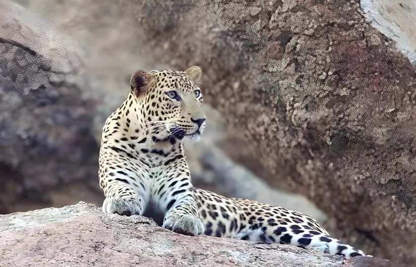 Jawai Thar Resort - Image 1