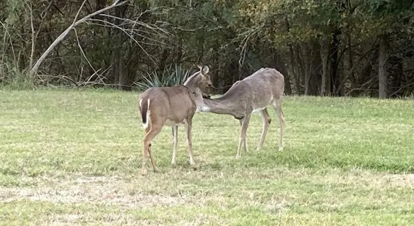 En-Deer-ing Pet friendly Retreat - Image 1