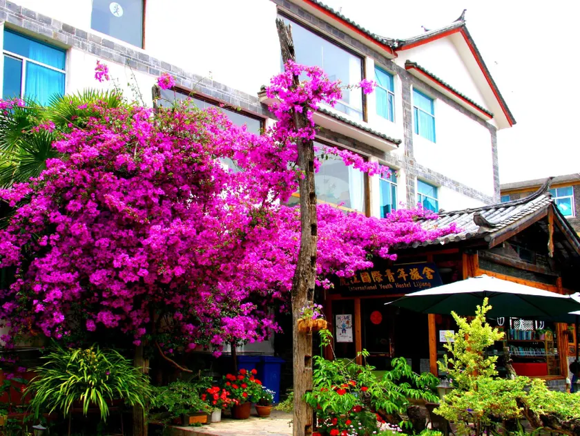 Lijiang International Youth Hostel - Image 1
