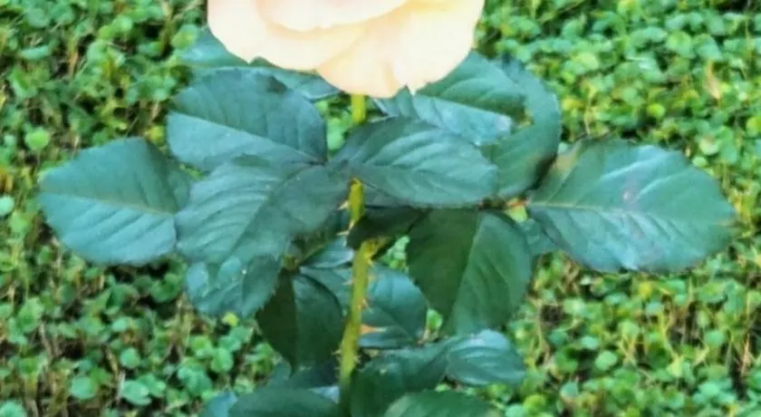 Bilocale Le Rose - Image 1