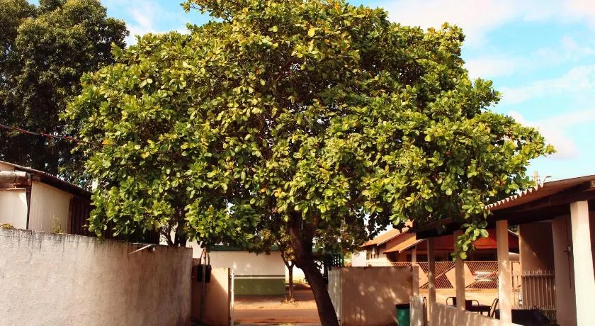 Pousada - Árvore da Vida - Image 1